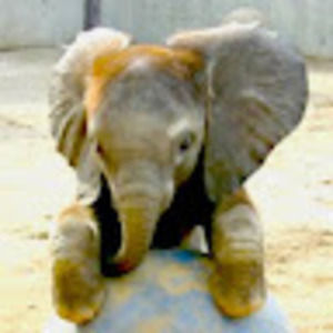 Meet your Posher, Mia